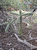 Glorieta Expeditions - Cactus are everywhere.
