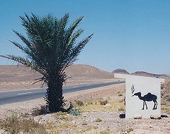 Rest stop in middle of Sahara Desert.