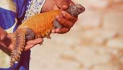 Colorful Dab lizard from the Sahara.