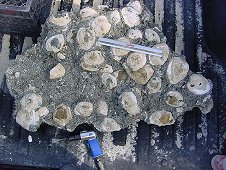 Diving & Digging for Fossils - Calcite clams starting to be exposed from matrix.