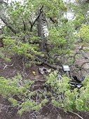 Glorieta Expeditions - I found my 110.6 gram pallasite at base of tree.