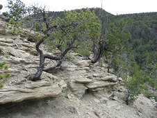 Glorieta Expeditions - Typical terrain while hunting on the mountain.