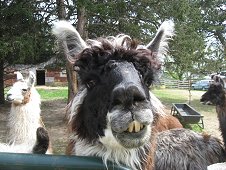 Mifflin Expedition - This Llama looks like he may have been chewing on the wild hemp!