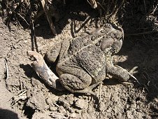 Mifflin Expedition - Toads inhabit the Mifflin strewnfield.
