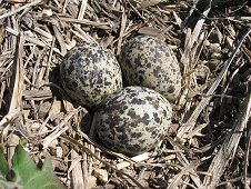 Mifflin Expedition - Bird nest with eggs purposely constructed on the ground.