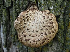 Mifflin Expedition - Fungi on a tree.