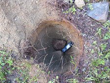 Muonionalusta Expedition - So nice to dig in loose sand, most finds are encased in a concrete-like matrix.