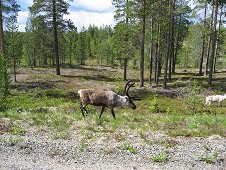 Muonionalusta Expedition - Reindeer above the Arctic Circle are plentiful.