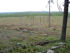 Muonionalusta Expedition - Clear cut section makes for easier hunting.