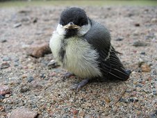 Muonionalusta Expedition - First baby bird to jump out of the nest by front door.