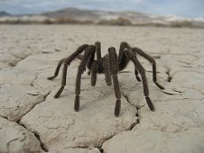 Nevada Expeditions - Desert tarantula on dry lake bed.