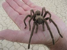 Nevada Expeditions - Friendly tarantula.