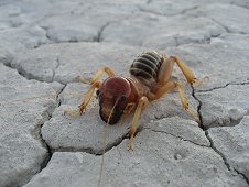 Nevada Expeditions - Alien-like critter on dry lake bed.