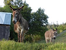 Sutter's Mill Expedition - Curious donkeys in the strewnfield.