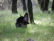 Sutter's Mill Expedition - Wild tom turkey in strewnfield.