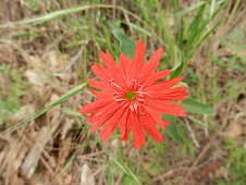 Sutter's Mill Expedition - Take time to stop and smell the flowers!