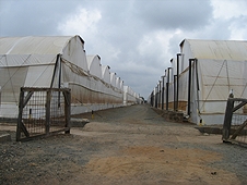 Thika, Kenya Expedition - One of the dozens of sets of greenhouses at Kenya Cuttings.
