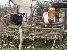 Thika, Kenya Expedition - Cows at one of the many farms in the strewnfield.