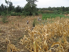 Thika, Kenya Expedition - Mike hunting a corn field with a couple local farmers.