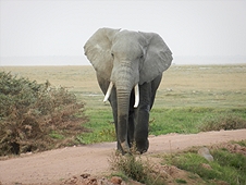 Thika, Kenya Expedition - Big bull elephant letting us know we are too close!