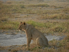 Thika, Kenya Expedition - Lion deciding what its next meal will be.