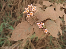 Thika, Kenya Expedition - These flowers had to work a little harder to be seen through the dirt.