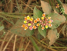 Thika, Kenya Expedition - Fresh flowers push through along a dusty road.