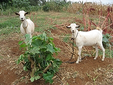 Thika, Kenya Expedition - Goats that likely witnessed the meteorite event.