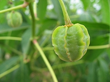 Thika, Kenya Expedition - Star fruit, one of the many exotic fruits in the area.