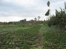 Thika, Kenya Expedition - Vegatable field where meteorites must have landed, but none found.