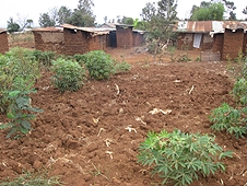 Thika, Kenya Expedition - Buildings of a small farm.