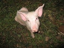 Thika, Kenya Expedition - This pig along with two others were purchased by sale of meteorite to Mike.
