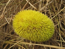 Thika, Kenya Expedition - And a strange yellow furry pod...