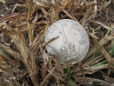 Thika, Kenya Expedition - While I did not find a meteorite, I DID find a One Shilling coin in a field!!