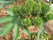 Thika, Kenya Expedition - I wonder what fruit is protected by all these spikes?