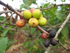 Thika, Kenya Expedition - Coffee beans starting to ripen.