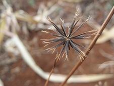 Thika, Kenya Expedition - Black Jacks (as the locals call them) stick to everything.