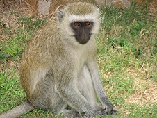 Thika, Kenya Expedition - Sorry, I should not feed you!