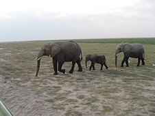 Thika, Kenya Expedition - Baby elephant walking between the protection of larger ones.