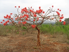 Thika, Kenya Expedition - Gorgeous orange flowered tree.