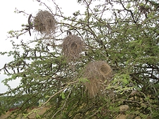Thika, Kenya Expedition - Bird nests in a tree.