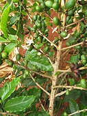 Thika, Kenya Expedition - Coffee tree with unripened beans.
