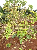 Thika, Kenya Expedition - Another coffee tree.