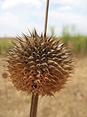 Thika, Kenya Expedition - Interesting seed pod.