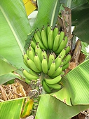 Thika, Kenya Expedition - Banana tree in the hunting grounds.