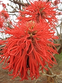 Thika, Kenya Expedition - Very delicate flowers from a local tree.