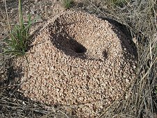 Whetstone Mountains Expedition - An ant hill resembling a mini volcano.