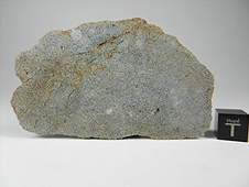 NWA 2828 Enstatite (EL3-6) Meteorite