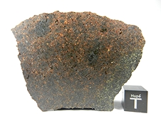 NWA 3151 Brachinite Meteorite