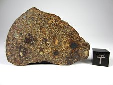 NWA 3161 LL3.7 Chondrite Meteorite